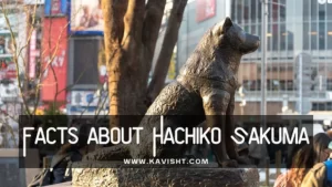 Qualities That Define Hachiko Sakuma: A Closer Look